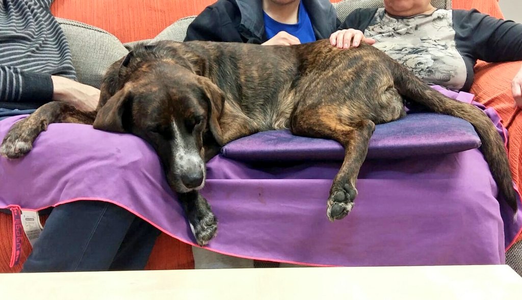 CurecanTerapia's tweet image. #Morla y #Rita han estado con los chicos de Llar Montjuic, han estado muy atentas al juego mientras los chicos pensaban las palabras que tenían que poner en la pizarra. #TAA