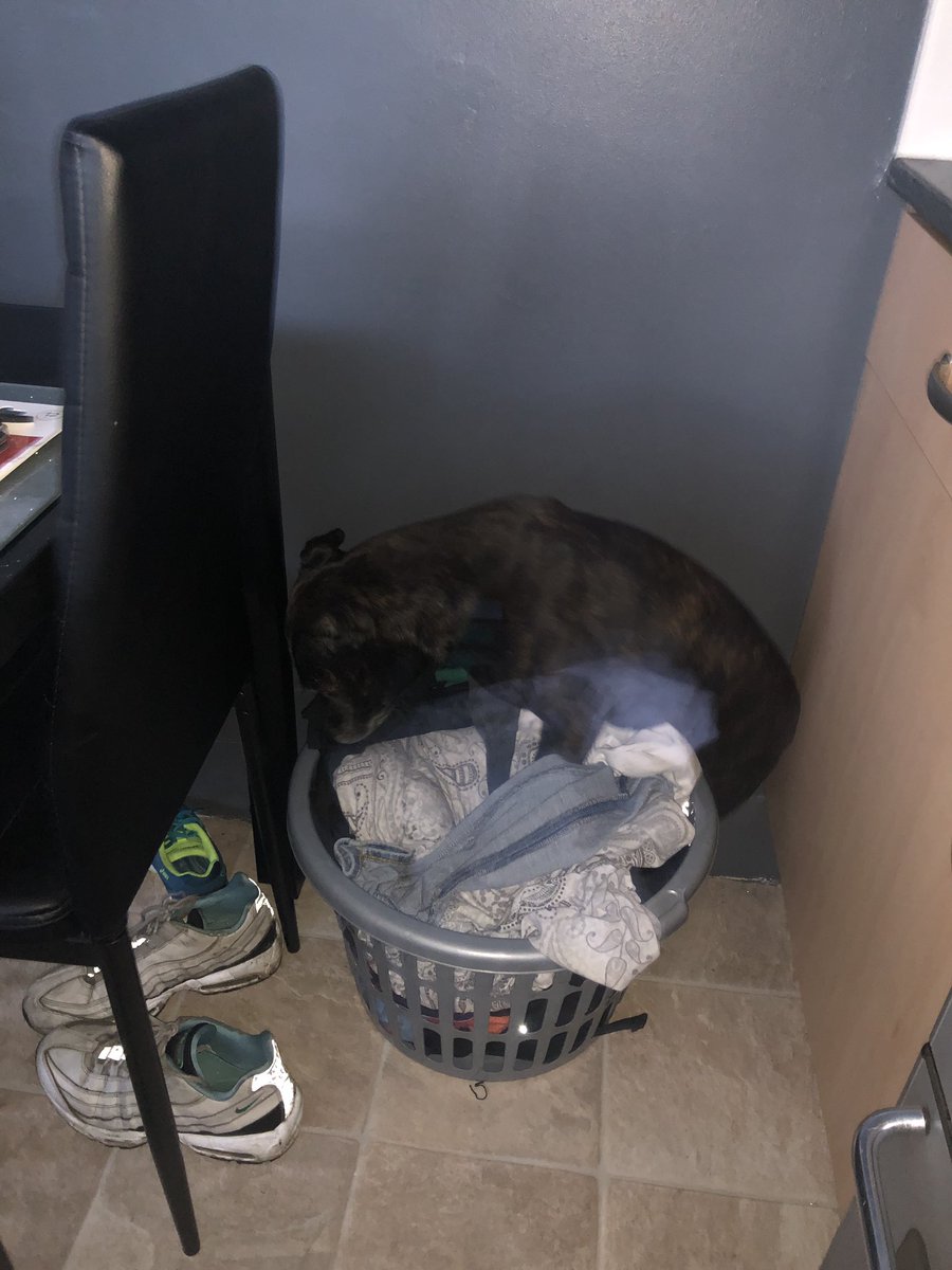 WeeYin_76's tweet photo. #Xena, just a #staffie making a bed in the dirty washing basket... #HappyAsAPigIn... #SillyGirl #SleepAnywhere 🤣❤️🐾❤️ https://t.co/sHx7u6lREX