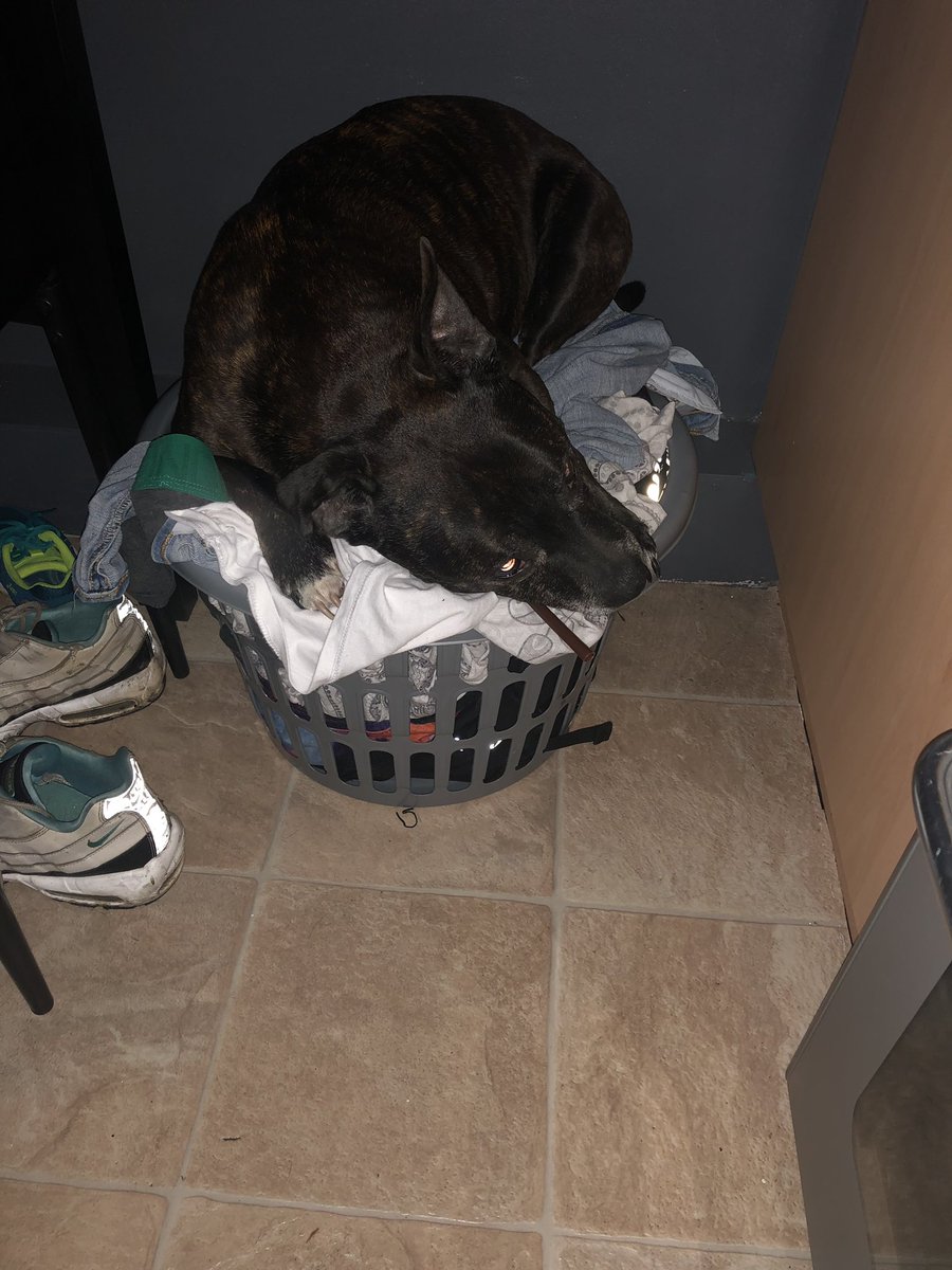 WeeYin_76's tweet photo. #Xena, just a #staffie making a bed in the dirty washing basket... #HappyAsAPigIn... #SillyGirl #SleepAnywhere 🤣❤️🐾❤️ https://t.co/sHx7u6lREX
