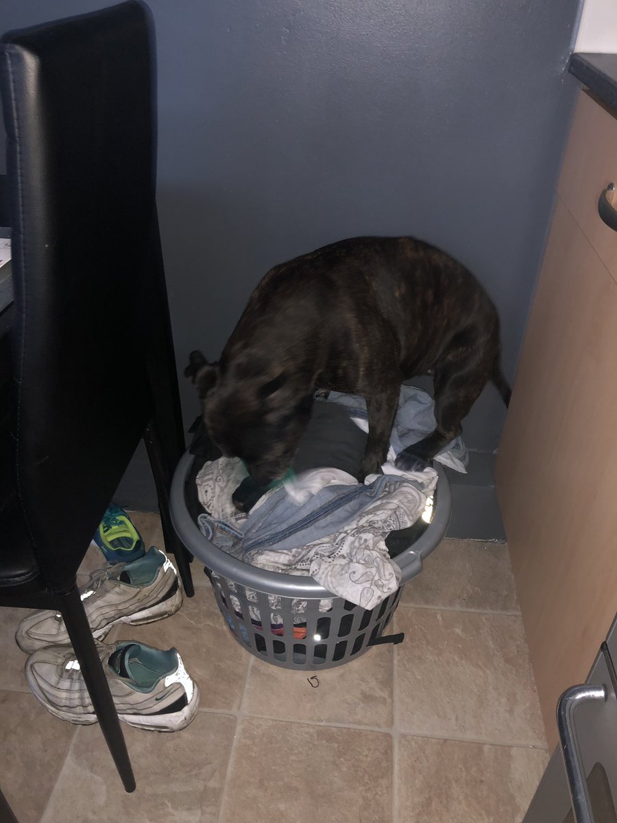 WeeYin_76's tweet photo. #Xena, just a #staffie making a bed in the dirty washing basket... #HappyAsAPigIn... #SillyGirl #SleepAnywhere 🤣❤️🐾❤️ https://t.co/sHx7u6lREX