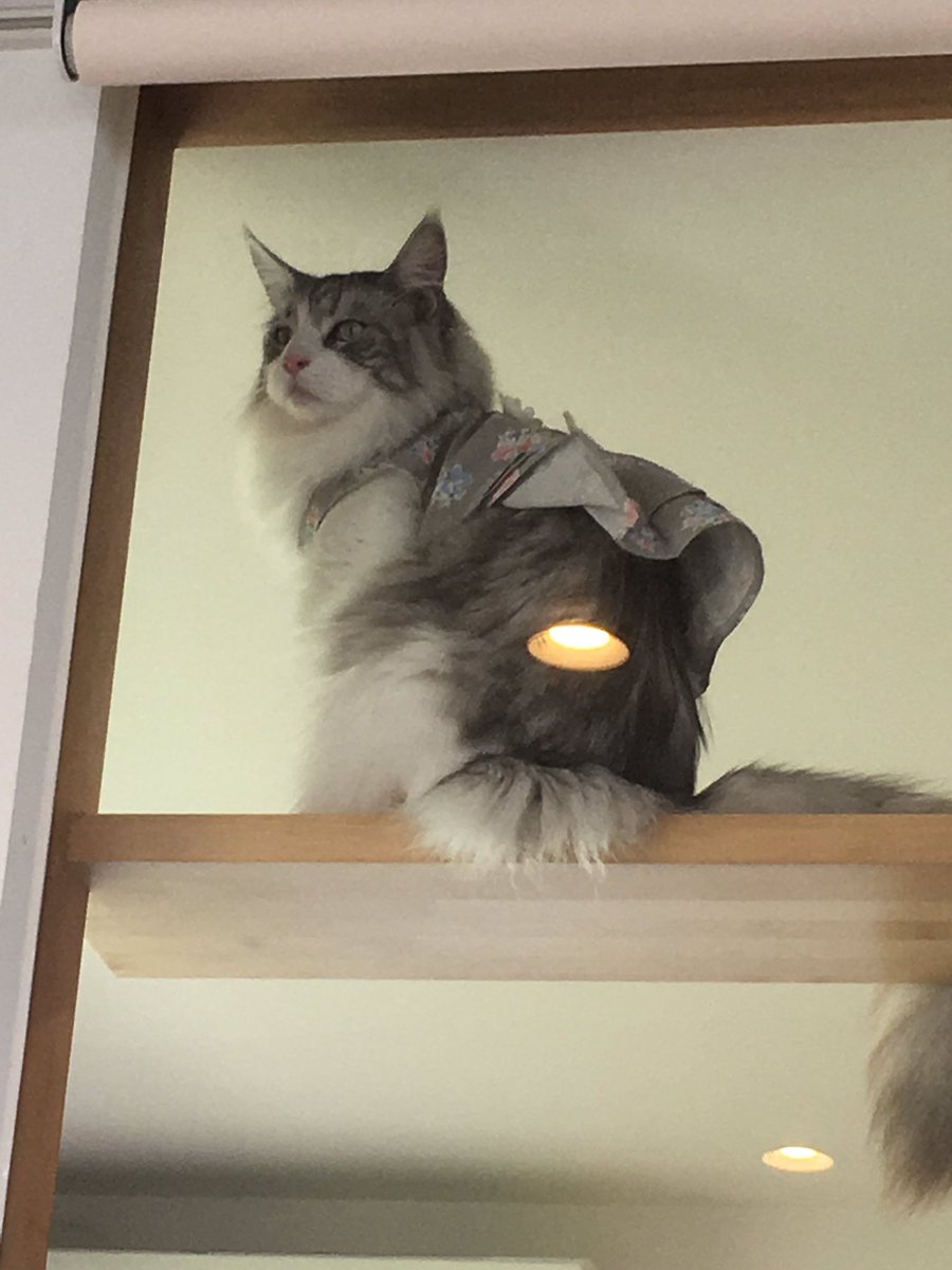 おいでよ蟹江 いが蔵 蟹江ゆいの 空翔ける夢 おは蟹江 ゆいは猫が大好き かわいい猫に会いに蟹江においでよ 猫のいるカフェねこぐるまさんは近鉄蟹江駅から徒歩5分だよ 6月から月火休みになるんだって 蟹江 ねこぐるま 猫カフェ 詳しく