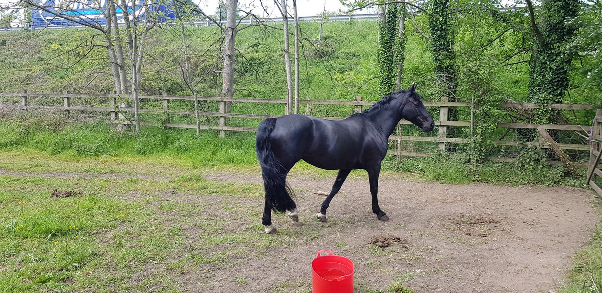 Black Beauty - awesome