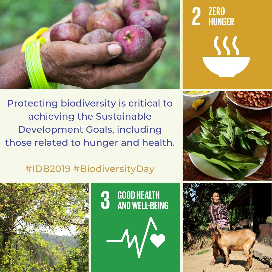 United Nations tweet media