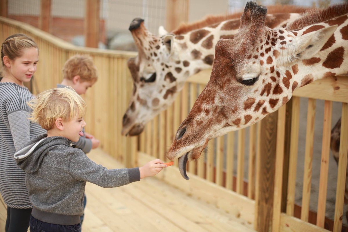 TONIGHT!  5:30 PM
The park will close to the general public at 5 p.m. and reopen at 5:30 p.m. for our Low Sensory Evening guests. #animaladventurepark

facebook.com/events/3574643…