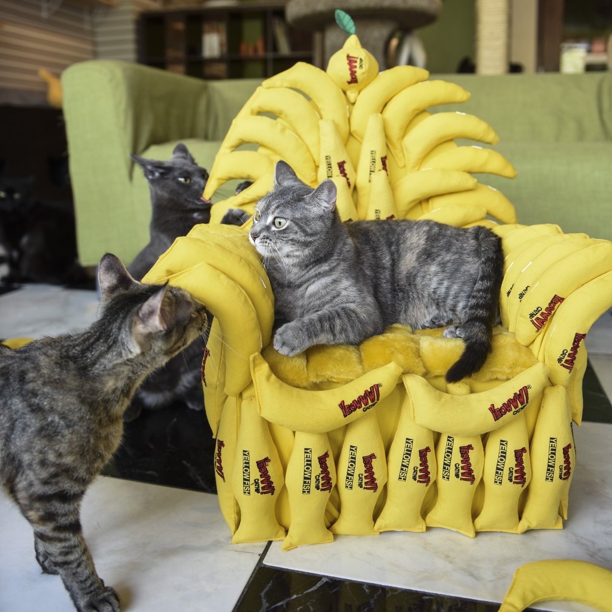YeowwwCatnip's tweet image. In the kingdom of Yeowww!, the battle for the throne continues ...
#yeowwwcatnip #yeowww #GameOfThrones #catniptoy #catsonthrones #CatsOfTwitter @TheCafeMeow