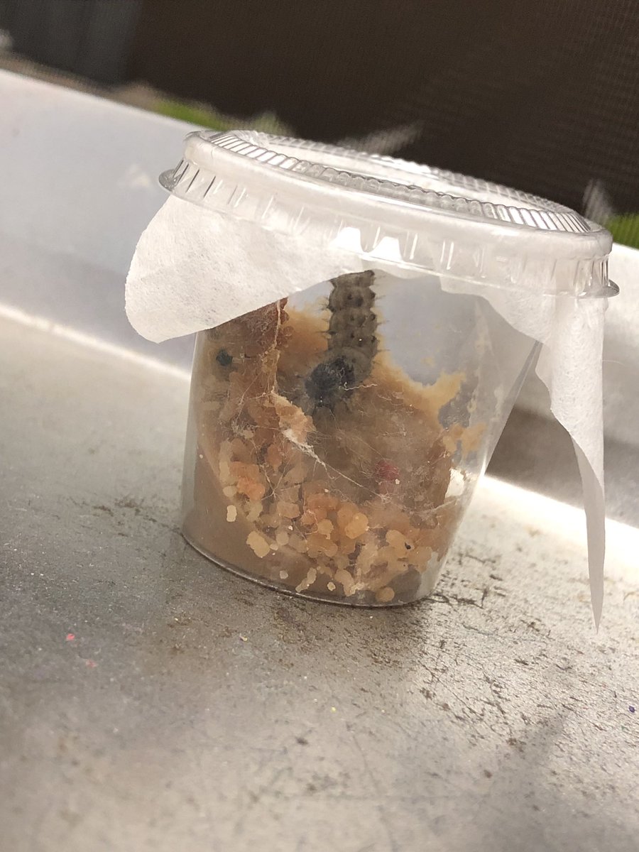 Ms. Mazzulla tweet media