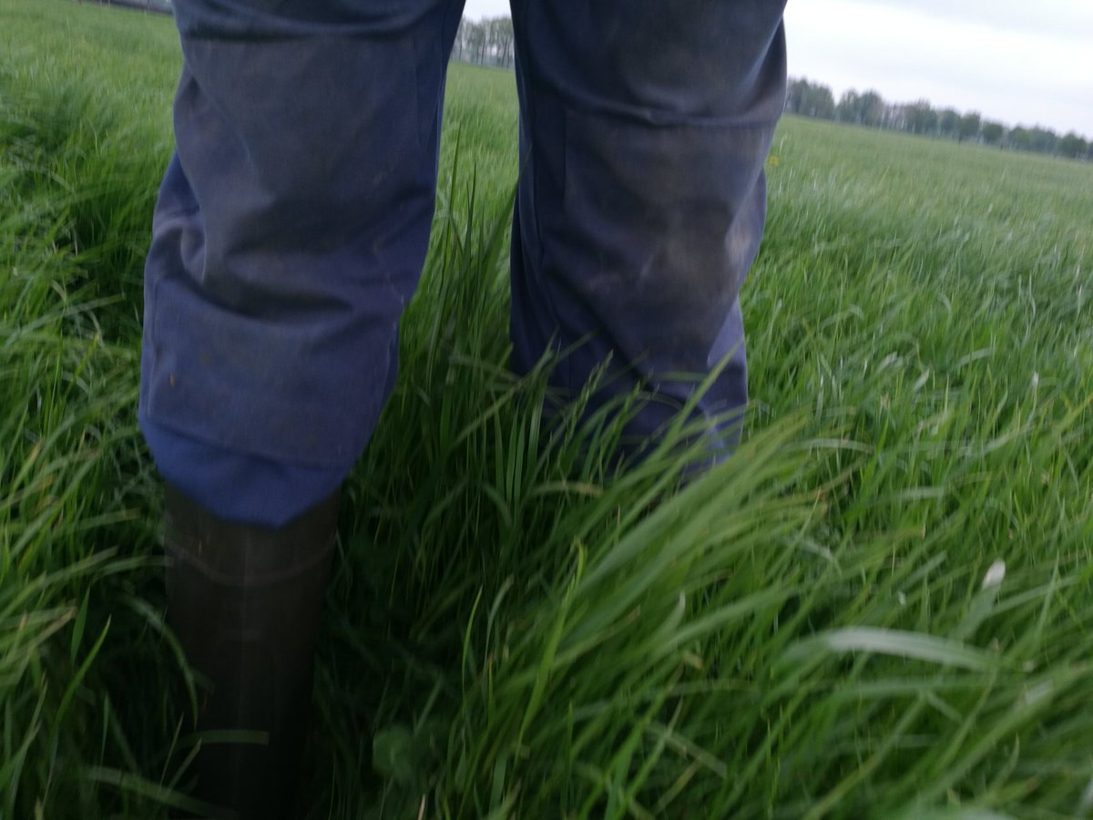 Rolf Roelofs tweet media