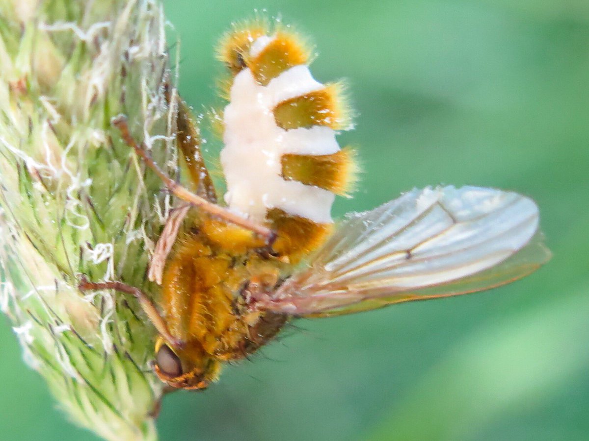 GranthamEcology's tweet image. So I thought I’d spotted a rather unusual looking fly roosting in the grass... but the truth is rather more gruesome - this is in fact a yellow dung fly which has been attacked by a fungus, probably entomophaga (1/2)