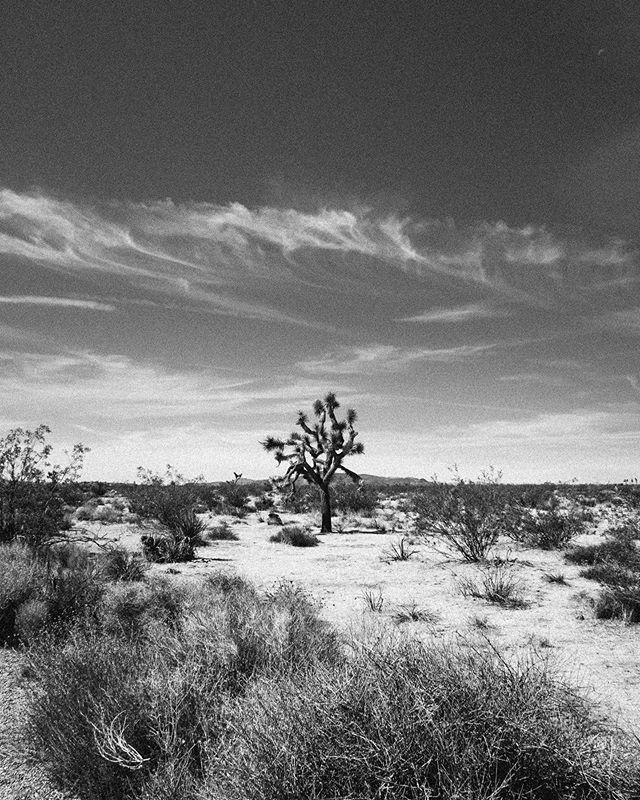 Alex_Faimali's tweet photo. From far away
.
.
.
.
.
#joshuatree #nationalpark #landscape_capture #landscapephoto #monotone https://t.co/CswgOPPEL3 https://t.co/tkSK4hoyed