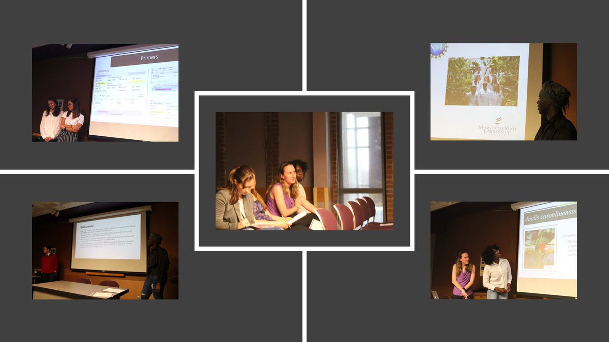 MNSU_RISEbio's tweet photo. @MNSU_RISEbio scholars might be off on summer break, but here on @MNSUMankato campus we are talking about how amazing the 1st year scholar research presentations were. Outstanding job done by all. @NSF_EHR #SSTEM #undergradresearch #MSNU https://t.co/tQpxZTEZTb