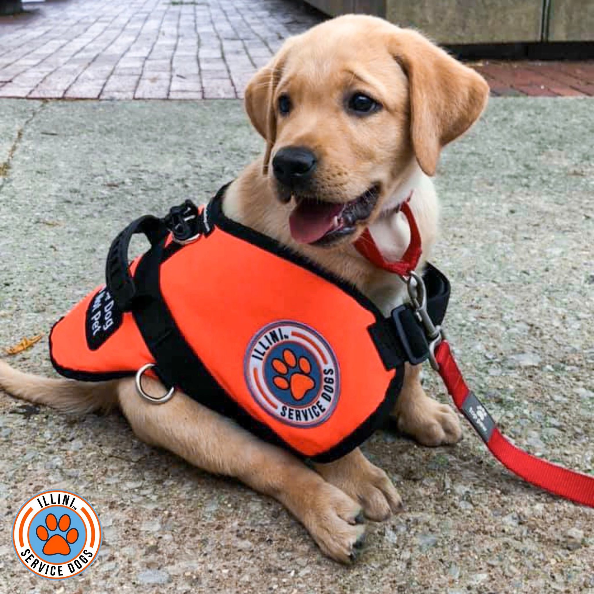 Illini hotsell service dogs