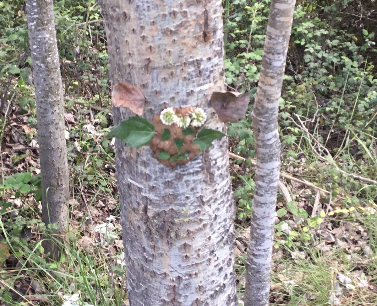 BSBCForest's tweet photo. Year 1 Bees &amp; Year 3 Rhinos finds today out in Forest School! Plus some muddy tree spirits we just couldn’t resist making! #forestschool #outdoorlearning @BsbsForest @BSB_Barcelona #outdoorfun https://t.co/Y6KtNuqdxV