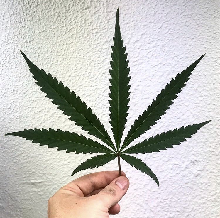 GreeneryMap's tweet photo. Your happiness is in your hands. Download #Cannabis’ newest search engine @greenerymap to find all the best products and strains for you! #dontbeconfusedchooseyourmood #MapURMood https://t.co/ZesSaLcFfY