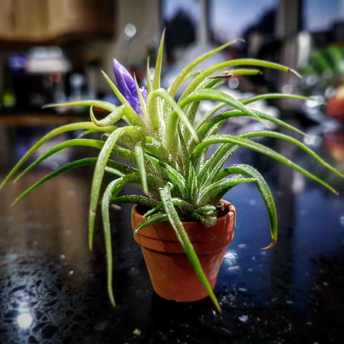 greencraftstud's tweet photo. What a nice surprise! This little air plant seems to be sprouting a flower and sprouting a baby 🌺. I must be doing something right 😁. 

#indoorplants #plants #houseplants #plantsmakepeoplehappy #plant #succulents #homedecor #gardening #tillandsias #garden #nature #airplants https://t.co/I8uUcwJUrh