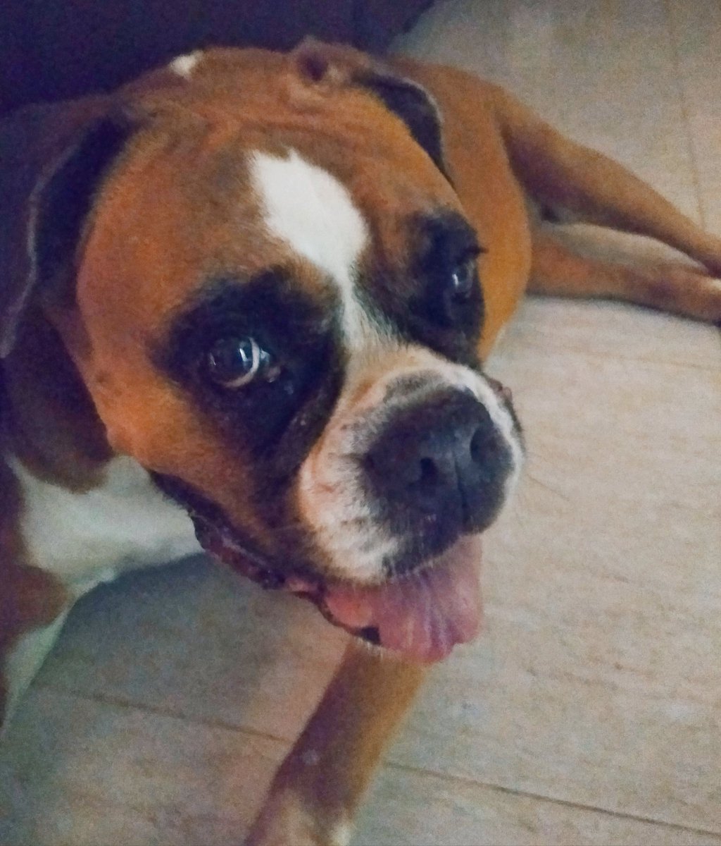 Este animal encantador se llama Mara. Es una bóxer de 14 años, que ya se mueve con dificultad y oye más bien poco. Le han detectado un osteosarcoma en el hombro izquierdo y no sabemos cuándo habrá que dormirla y que no despierte. Y yo, desde Caracas, no sé cómo dejar de llorar.