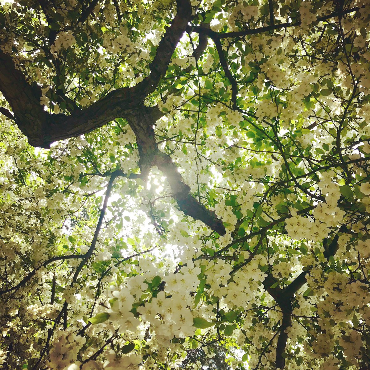 GTResort's tweet photo. ๐ธ๐ธ๐ธ time!
#gtresort #traversecity #cherryblossoms #cherrys #SpringIntoAction2019 https://t.co/yG3yyiMk92