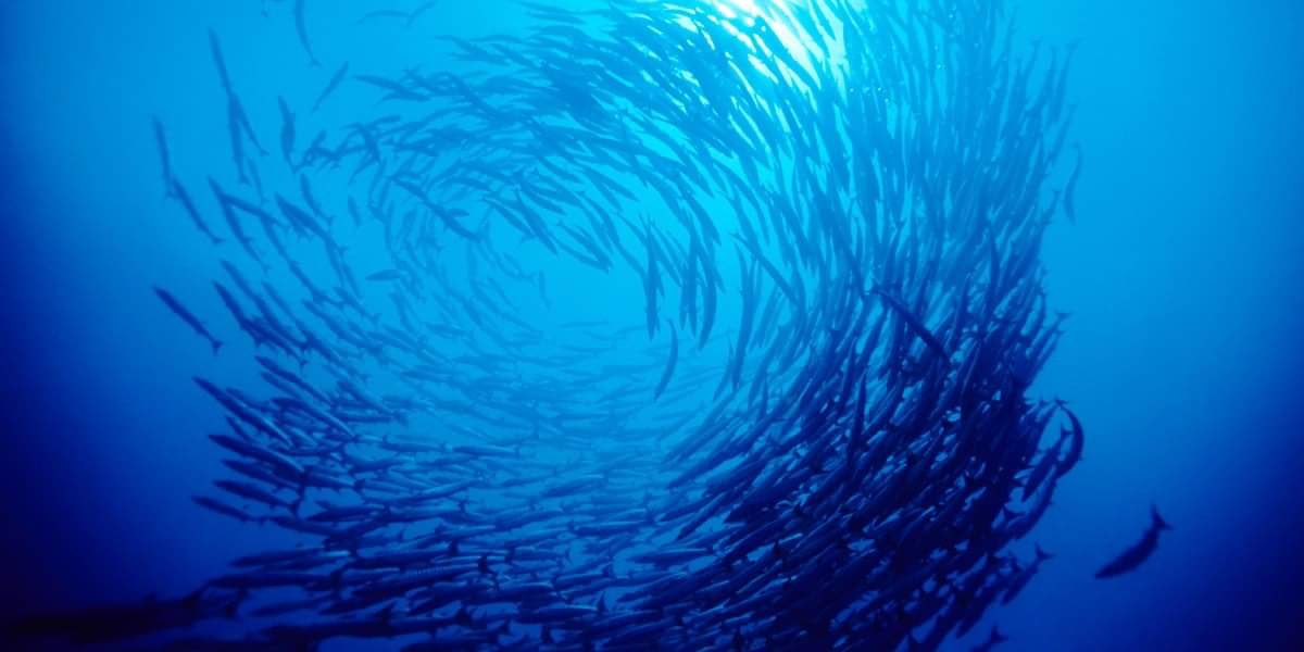 Tess Mackey (@tessmackey) on Twitter photo Come out to <a href="/WhaleysDC/">Whaleys DC</a> on June 3 from 5-7 PM for a #strawfree happy hour to celebrate #OceanWeek here in DC! bit.ly/2wdOXtM Come out to <a href="/WhaleysDC/">Whaleys DC</a> on June 3 from 5-7 PM for a #strawfree happy hour to celebrate #OceanWeek here in DC! bit.ly/2wdOXtM