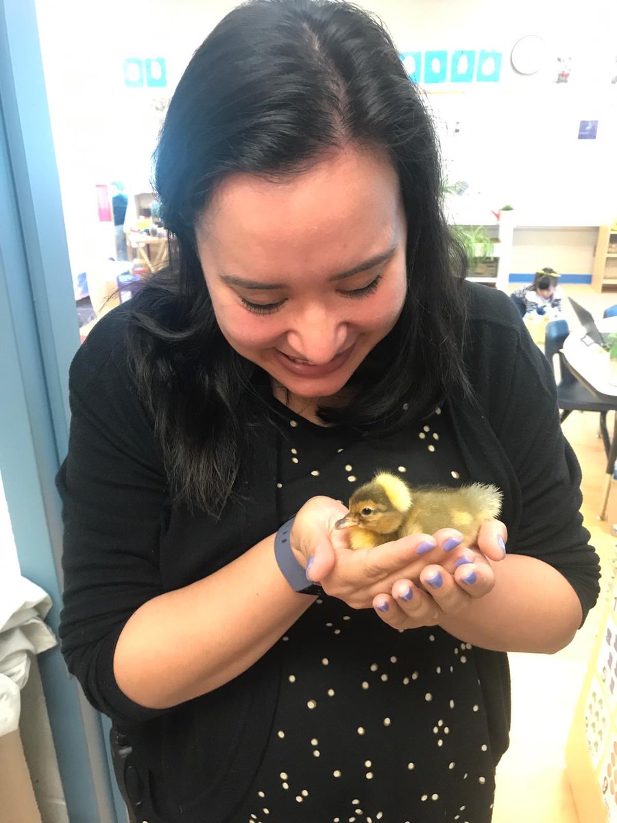 ms_lamarche's tweet photo. @redmapleps1 has ducklings! https://t.co/SZP90So2Ks