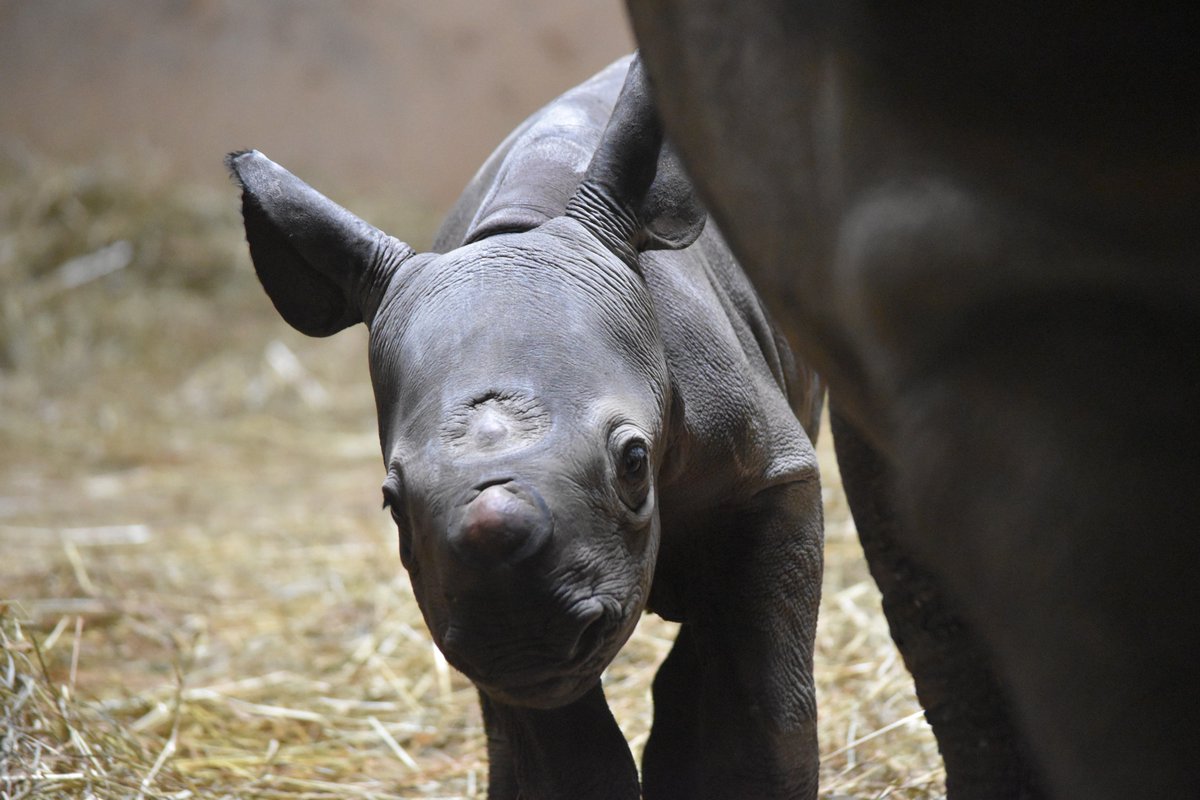 lincolnparkzoo's tweet photo. Want more #RhinoWatch? Our animal care staff snapped this photo of the new calf when stopping by to give Kapuki more food. Stay tuned for more updates as the calf continues to grow. #FromACurator 📸: Zoological Manager Cassy Kutilek https://t.co/4L73LtpPij