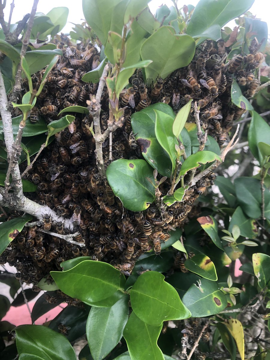 PearlandISD M&O tweet media