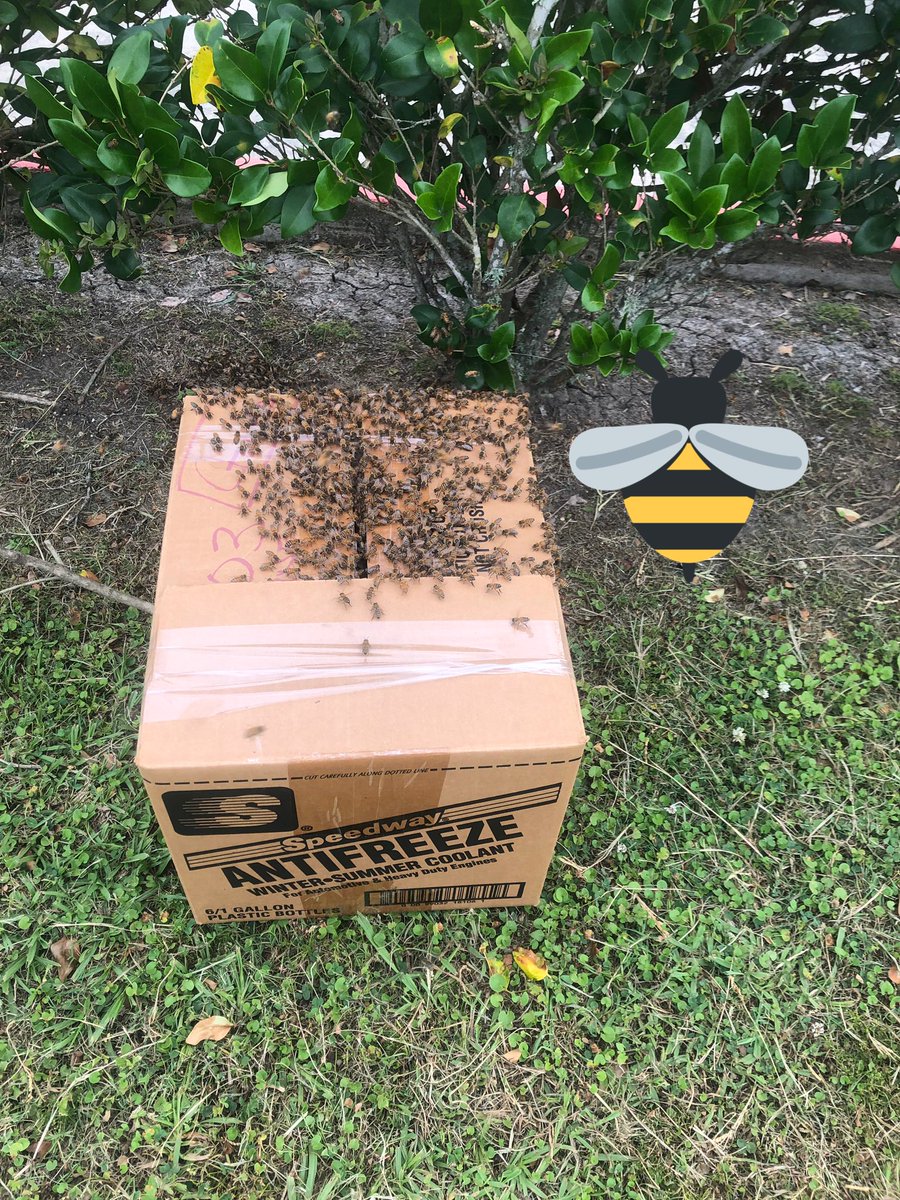 Cockrell bees are safe. We improvised a bee box and will relocate.