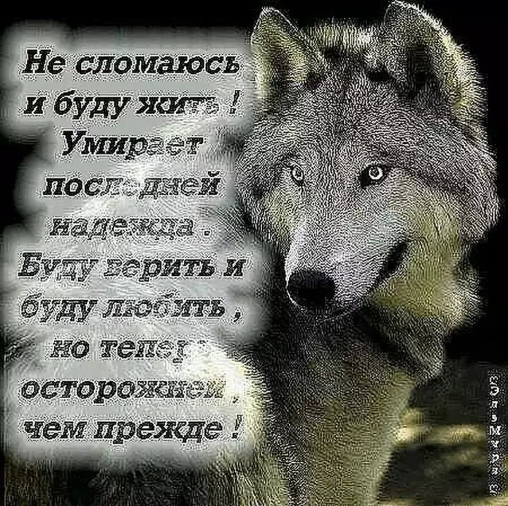Картинки с волком с надписью я буду рядом, лет свадьбы картинки