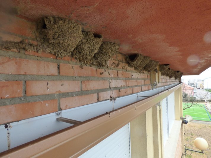 ESTÁ PROHIBIDO DESTRUIR SUS NIDOS.
La destrucción de sus nidos, las molestias a los mismos o dañar a estas aves está considerado como falta grave y podría ser considerado un delito por la leyes estatales, ya que se trata de especies protegidas.