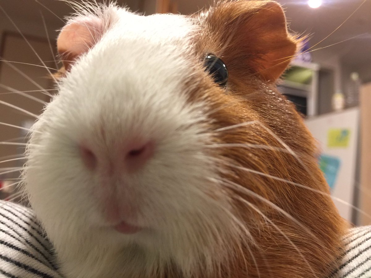動物に癒される 動物に癒される