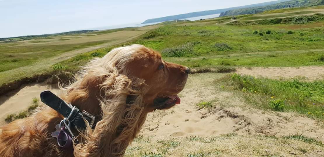 #DogWalking the gorgeous Banjo and Toffy today down #Pennard 😍

We are a #Passionate #Localbusiness in the #Swansea area 💕

If you would like to know more about our #Pet #Services call 07903619508 or email info@pawsclawsswansea.co.uk

#dogfriendly #lovenature #southwales