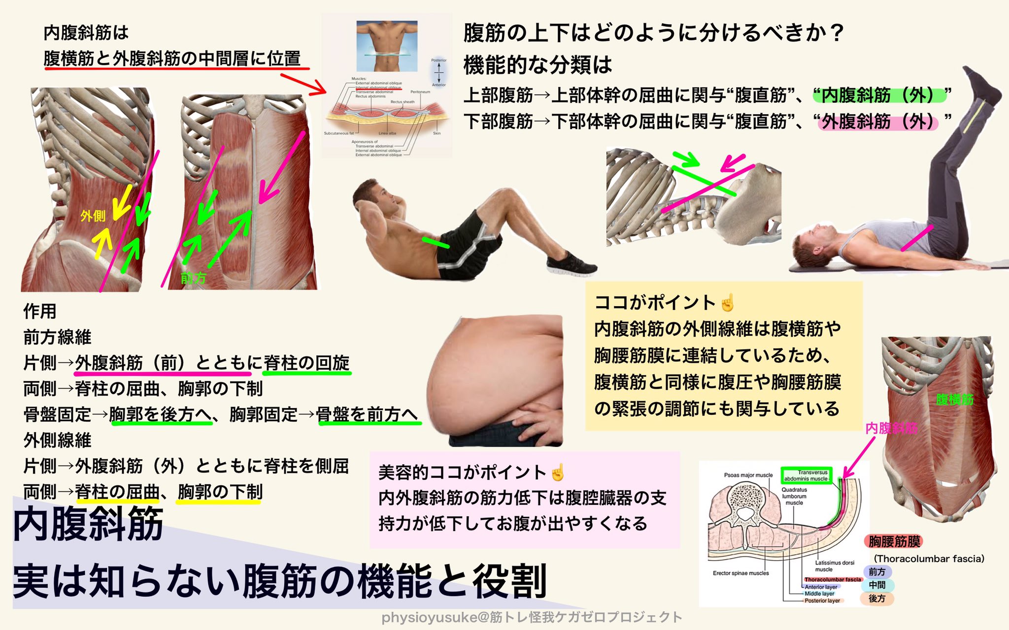 ユウスケ 筋トレ怪我ケガゼロプロジェクト 内腹斜筋 実は知らない腹筋の機能と役割 内腹斜筋は外からは見えない分注目を浴びにくい筋肉です 腹直筋とともに上部体幹を屈曲し腹横筋とともに腹圧の調整 外腹斜筋とともに体幹を回旋 側屈し