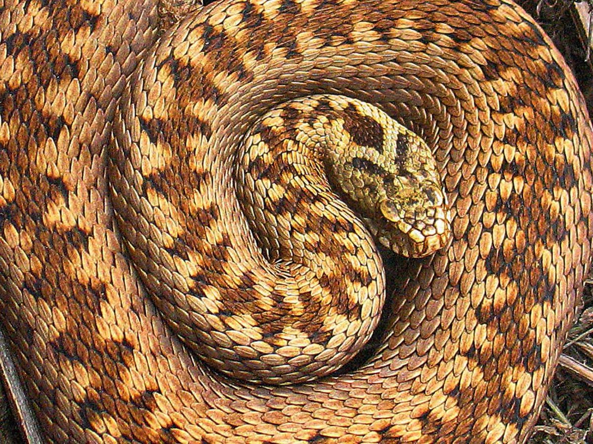 sportsixred's tweet photo. And my nomination for the #SnakeCuteOff is... our very own Adder (Vipera berus). Probably the prettiest of all the UK snake species! @AddersAmazing @AdderAid @MyFrogCroaked @liam_agilis @SussexARG @ARC_Bytes @ARGroupsUK @BritishHerpSoc @bakerwell   #snakes  #viperaberus https://t.co/Hrl3hrFCMJ
