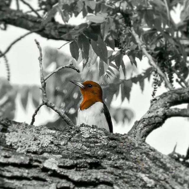 TheBaptistPhoto's tweet photo. Bird is the word...
#woodpecker #selectivecolor #blackandwhite #bnw #bnwphotography #blackandwhitephoto #blackandwhitephotography #missouri #bird #nature #birdwatching #naturalbeauty #naturephotography #naturelover #nikon #instagood #love
#photooftheday … https://t.co/wDu0kis8bb https://t.co/UmIrHUW9fw