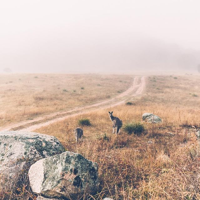 design_canberra's tweet photo. Where do you find inspiration?
@craft.act is calling out for applications for their acclaimed Artist-in-Residence program for 2020 in association with #ACTParksandConservation and research partner @natmusaus. Submissions close 5pm Sunday 2 June 2019, submit your proposal via… https://t.co/phqJY2hvph