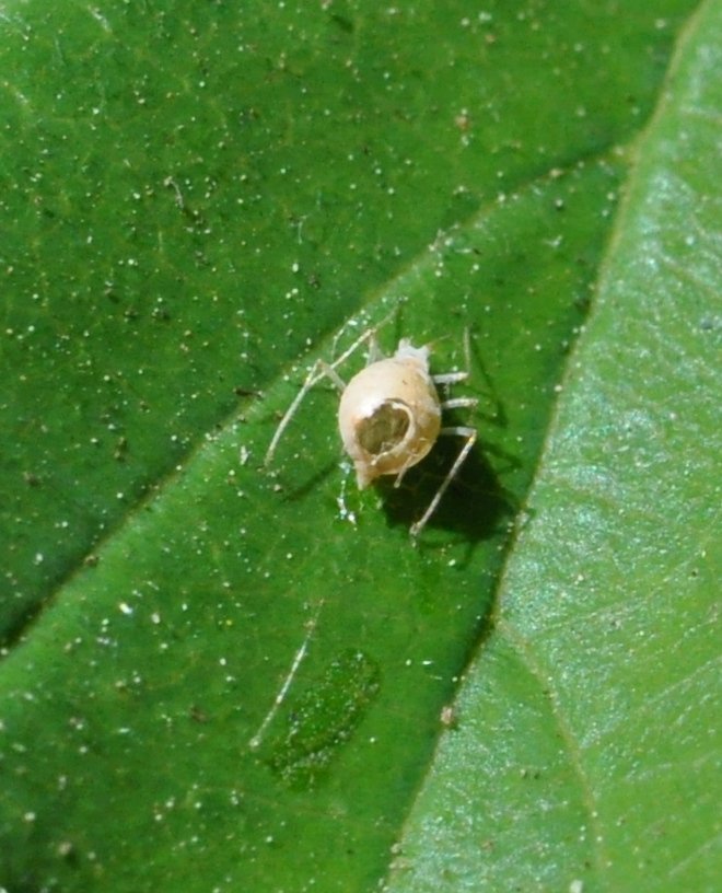 PollinatorPW's tweet image. This aphid husk has a bloated, round appearance because a tiny parasitoid wasp (likely braconid aphidiine) laid an egg in the soft body, larvae grew while eating the aphid from the inside, and, much like the movie "aliens" they burst out the back hole.