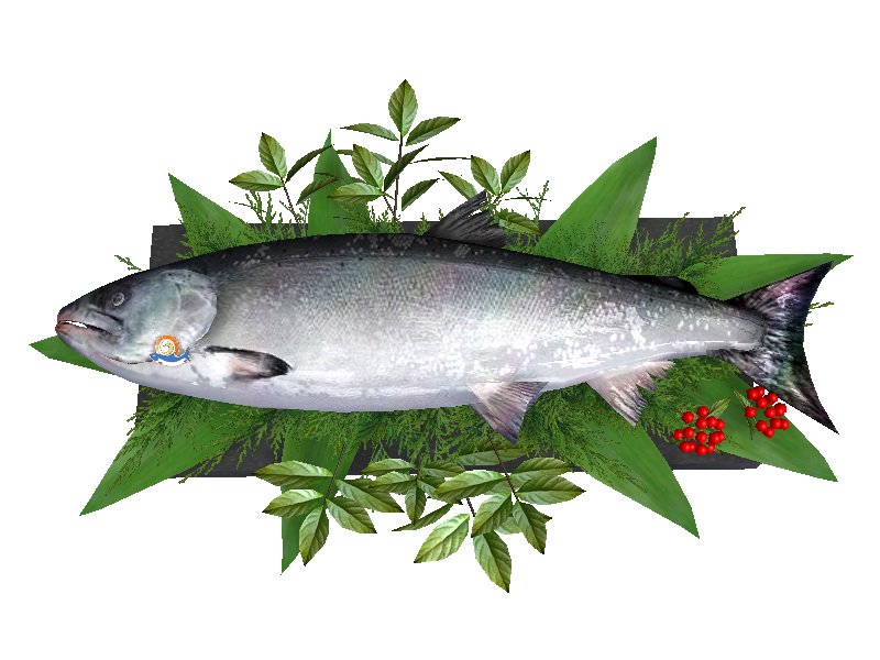 セガ公式アカウント 幻の鮭 1万匹に1匹ともいわれる鮭をご存知ですか その名も 鮭児 けいじ 全身トローッとして ジューシーな旨味 初夏の一級品 時鮭 ときしらず も美味しいですよね それらが飼葉としてもらえる Starhorse3