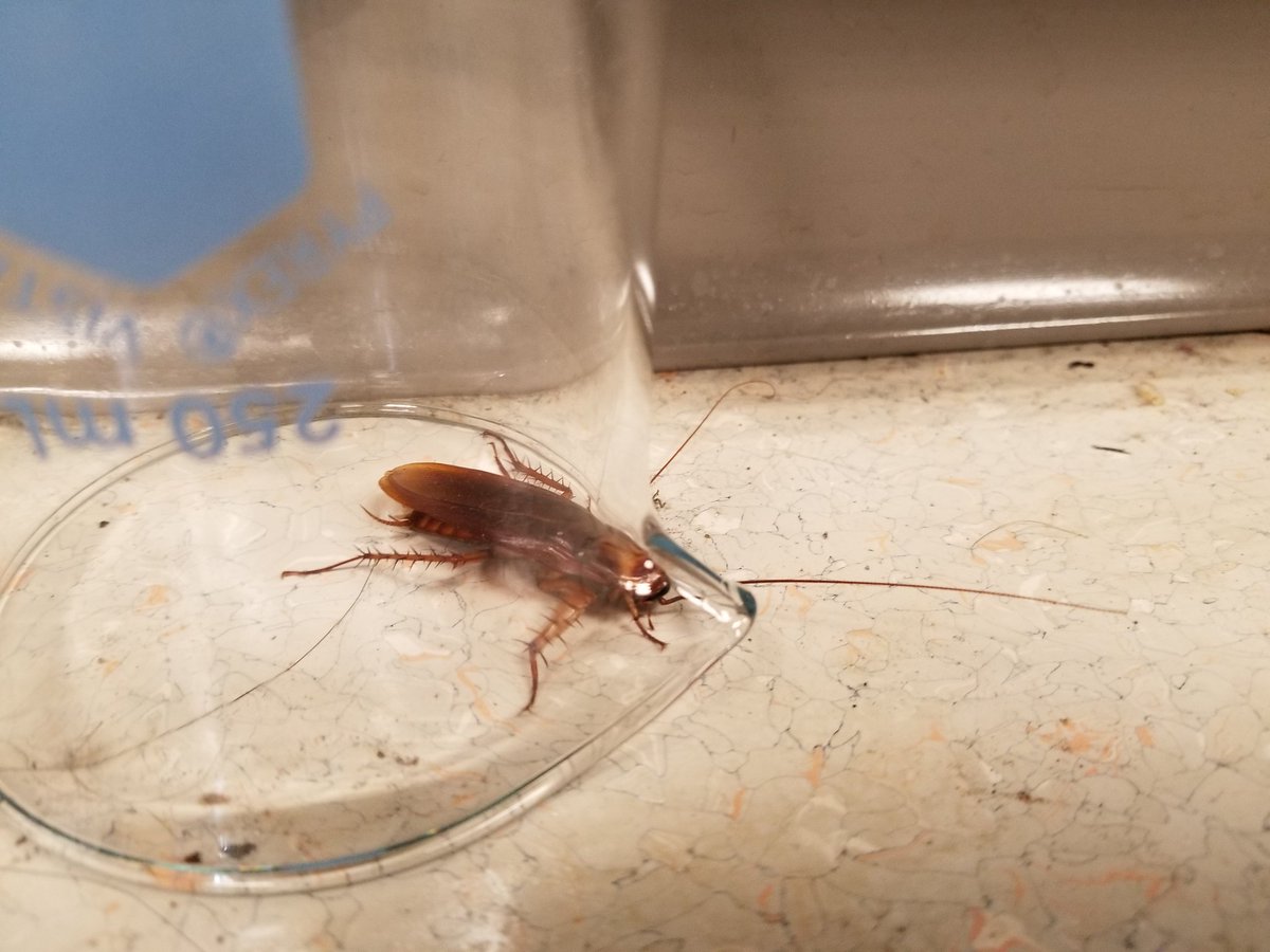 CThomas_group's tweet photo. @WadeLabOSU had a visitor today. We named him Anthony, after @afernandezphd. We learned that he floats in liquid N2, but that even insects that could survive a nuclear war can't survive the cryogenic freezing process. #labpet #RIP https://t.co/Z3oXNCNoAF