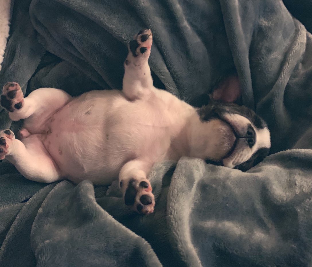 MikeOliviero's tweet photo. F.R.I.D.A.Y. is giving new meaning to sleeping like a baby #ItsalwaysFRIDAY #frenchbulldog #frenchiedad #frenchies https://t.co/cKUEsWA7PM