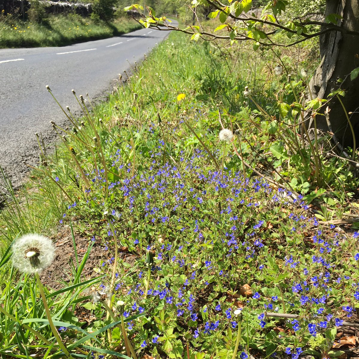 Penny4It's tweet photo. More eye catching #GermanderSpeedwell thriving on one of my local #Northumberland #roadverges. Further along were patches of #dogviolets and #WaterAvens. Wonderful #wildflowers, which bring joy to our lives. https://t.co/2ryJ2MiWSa