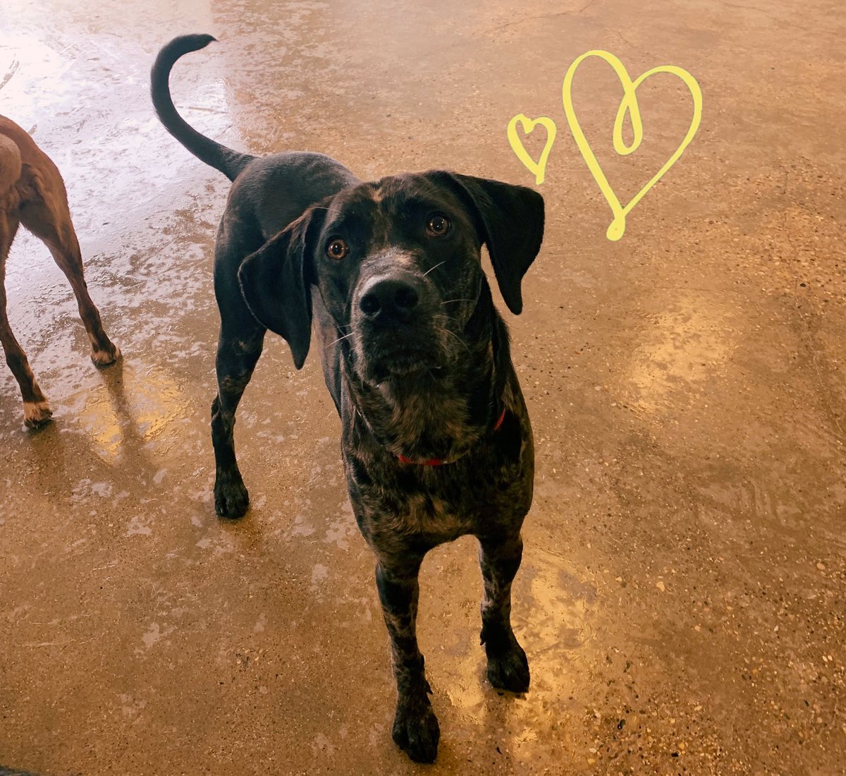 CBWTroy's tweet photo. Every day is a good day when we get to hang out with these cute faces! 🐶🐾❤️ #campbowwowtroy #cbw https://t.co/2YwlEEInxE