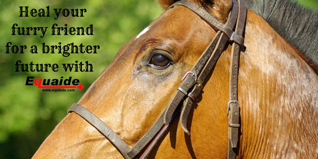 Equaide's tweet image. #Equine #Canine #Healing