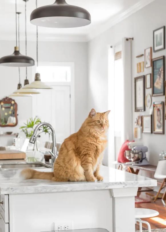 TKC1953's tweet photo. Your dog is your best friend. Your cat is your constant companion. So if you’re contemplating a kitchen remodel, doesn’t it make sense to factor in your furry friends? 🐶 https://t.co/HcR3xAPQ7E

#petfriendlyhome #mycatrules #kitchenremodel https://t.co/vs9pLamTfP