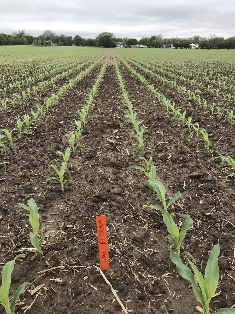 You just can’t beat P1138AM emergence and plant vigor! Always impressed with how well it flies out of the ground #yieldhero