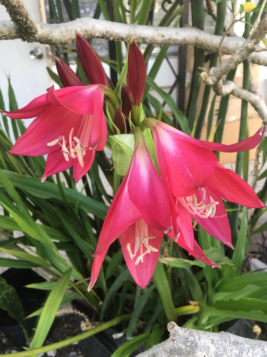 Melm771's tweet photo. #Crinums are starting to bloom π€ πΊπΈ https://t.co/FUfABkNl7W