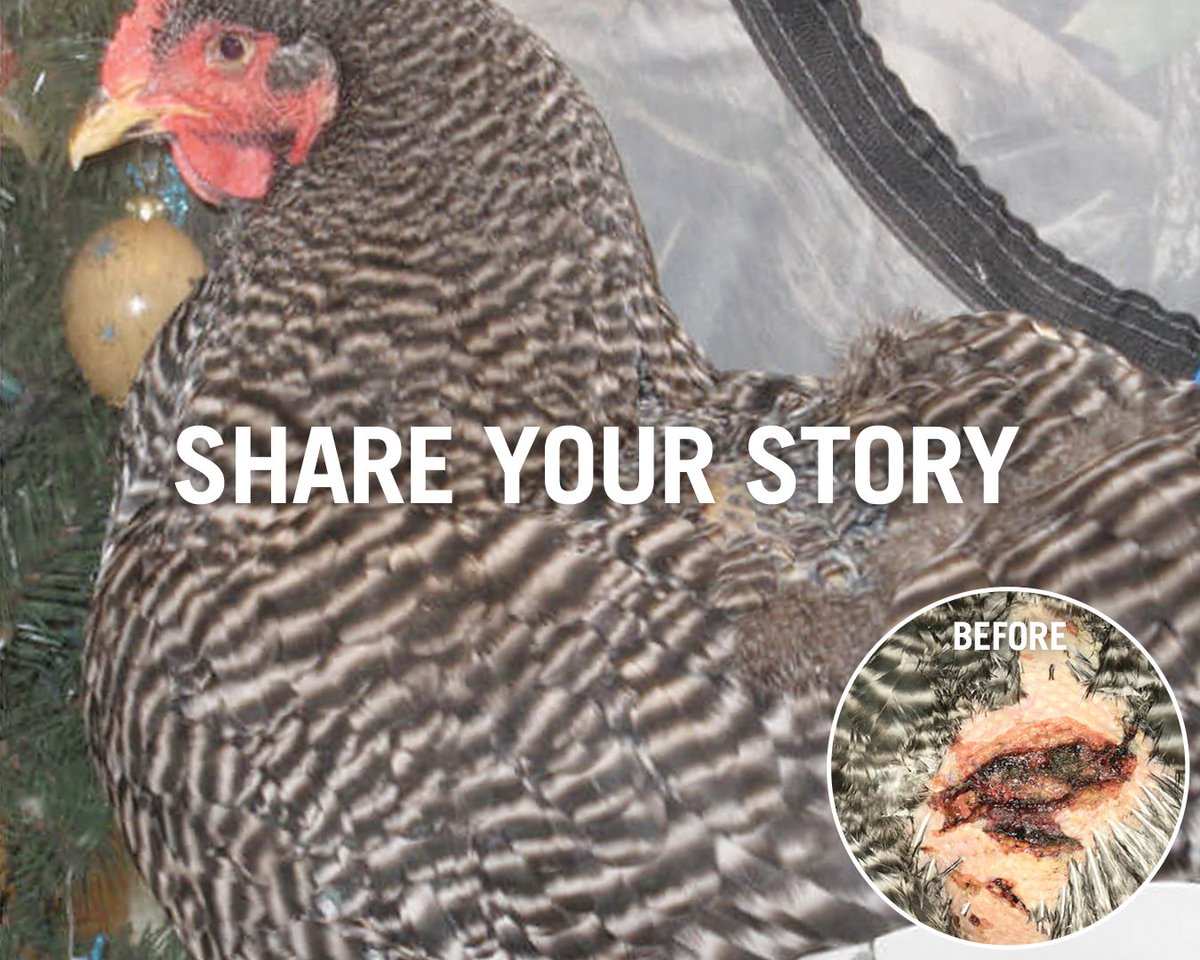 🐾Vetericyn🐾 tweet media