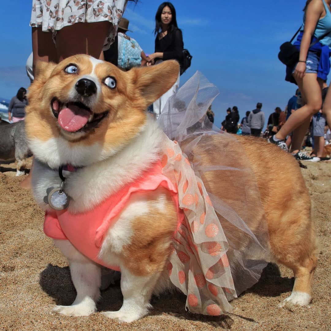 stumpyalice's tweet photo. Wishing I was back on the beach, rocking my tutu, and playing with all my furiends 🌊☀️#corgibeachday #missingthis 
📷: @brettfragerofficial https://t.co/doArZ3Mjzh