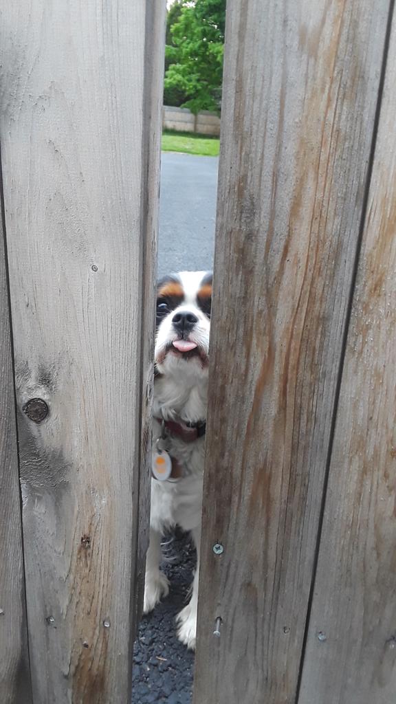 PupHenryHercule's tweet photo. Lizzy says 'welcome home'
She is sooo rude
#tongueouttuesday
#dog #dogsoftwitter #dogs #raspberries https://t.co/hTemKDUP2p