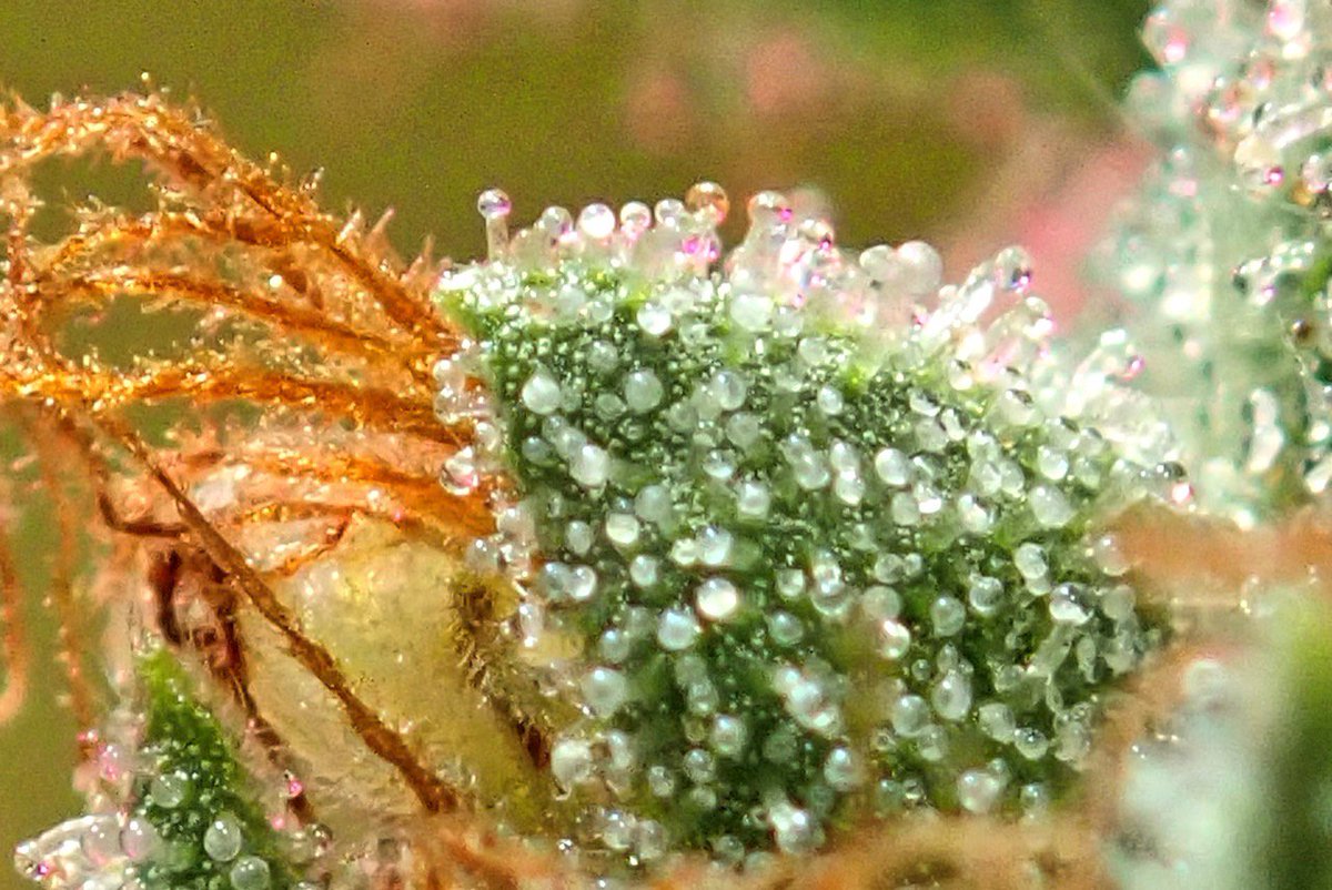 greenfusionled's tweet photo. 👑 #anthcyanin begins to turn white hairs 💚🌲red👑 

#dabstagram #carbcap #losganjales #macrophotography #macroweed #trichomes #cityofangels #nofilter #phunckyfeeltips #kushmas #miracle #dispensary #dispensarydeals #xmasdeals #dailydeals https://t.co/48ThxTX8aw