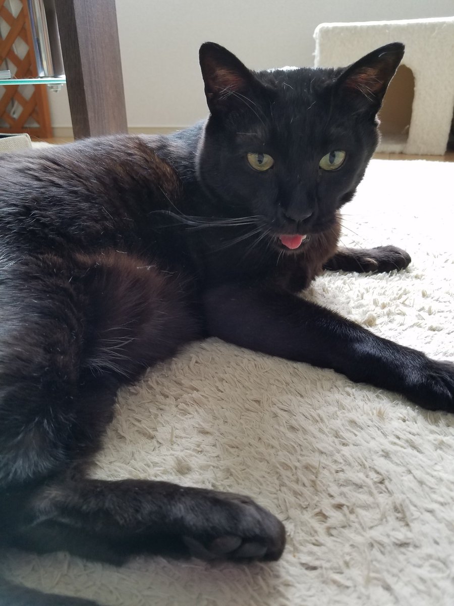 Uzivatel Yu Fwf Mi Na Twitteru 黒豆の後ろ姿 真っ黒でかっこいい なぜｱｯｶﾝﾍﾞｰ する 笑 猫モフー 猫モフー 猫 メインクーン Cat Catlover Catsofinstagram Mainecoon Amazing Nekoclub Neko Cat Of World 保護猫 黒猫 まっくろくろ