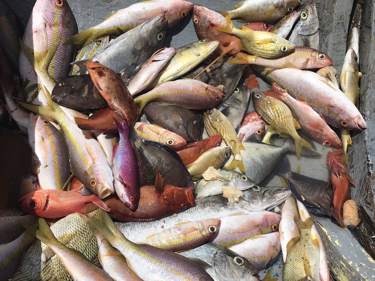 John Pinnegar (@johnkpinnegar) on Twitter photo Today we have been measuring fish all along the west (Caribbean) coast of Dominica 🇩🇲, from Bioche, Mahout, Roseau, Soufriere and Scotts Head. Huge diversity to identify <a href="/DOMFisheries/">Dominica Fisheries</a> <a href="/CefasGovUK/">Cefas</a> <a href="/CME_Prog/">CME Programme</a> <a href="/EngelhardGeorg/">Georg Engelhard</a> Today we have been measuring fish all along the west (Caribbean) coast of Dominica 🇩🇲, from Bioche, Mahout, Roseau, Soufriere and Scotts Head. Huge diversity to identify <a href="/DOMFisheries/">Dominica Fisheries</a> <a href="/CefasGovUK/">Cefas</a> <a href="/CME_Prog/">CME Programme</a> <a href="/EngelhardGeorg/">Georg Engelhard</a>