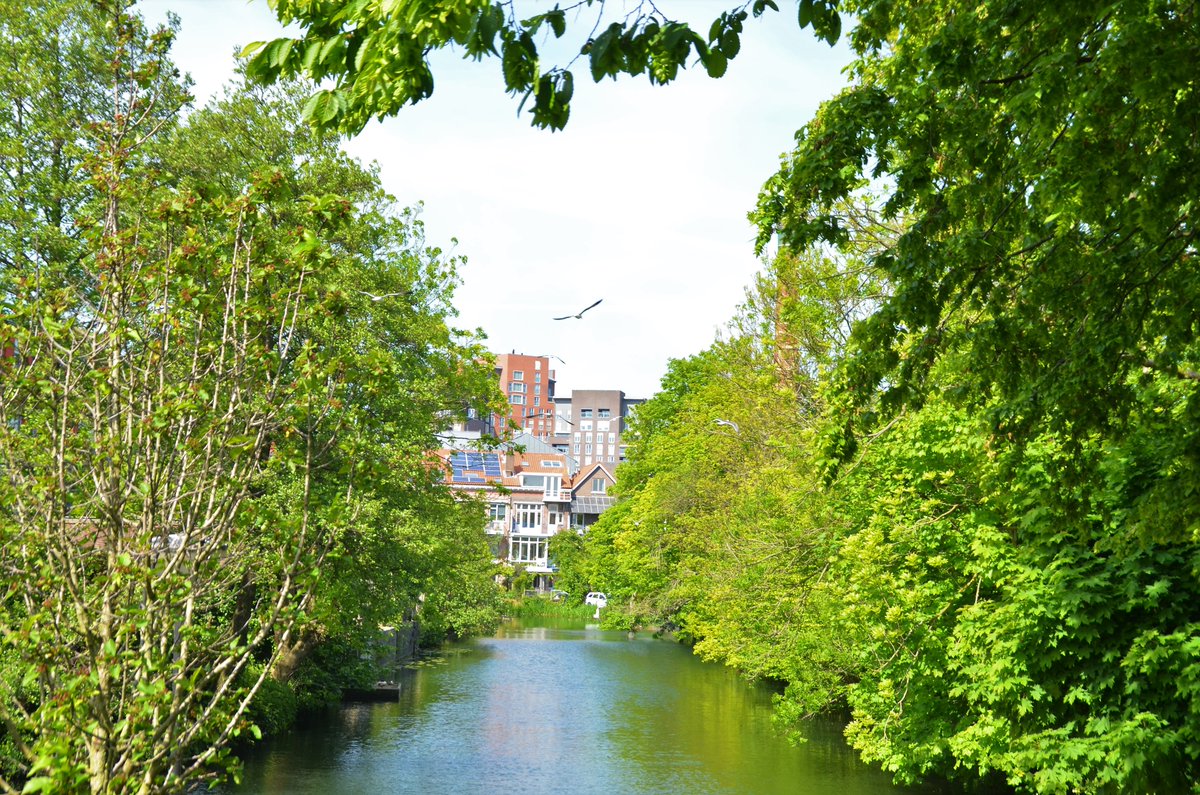 DonnieGreve's tweet photo. @JohnSteegh @GemDordrecht @GL_Drechtsteden @D66Dordrecht @GewoonDordt ⚡️15 bomen, waarvan 13 gezónde essen & 2 esdoorns a/d #Spuihaven achter de #KorteKromhout staan óók op de nominatie om gekapt te worden t.b.v. de nieuwe parkeervakken voor bewoners van nieuw te bouwen dure appartementen! #SloopEeuwigZonde #KappenMetKappen https://t.co/SuUPnycaVy https://t.co/JZTCl6AJJC